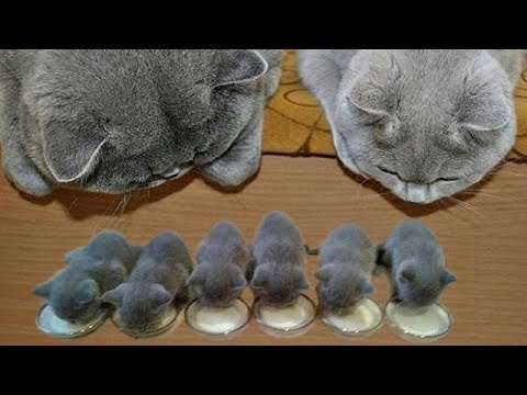 「かわいい猫」 笑わないようにしようとしてください – 最も面白い猫の映画 #140