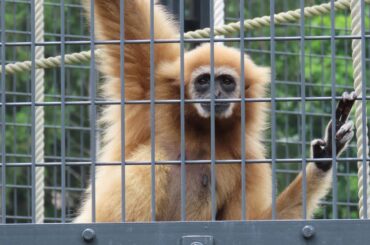 【閲覧注意】スズメを捕食するシロテテナガザル
