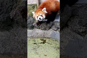 ボール水没事件➰⚽ショボーンな優香ちゃん😂