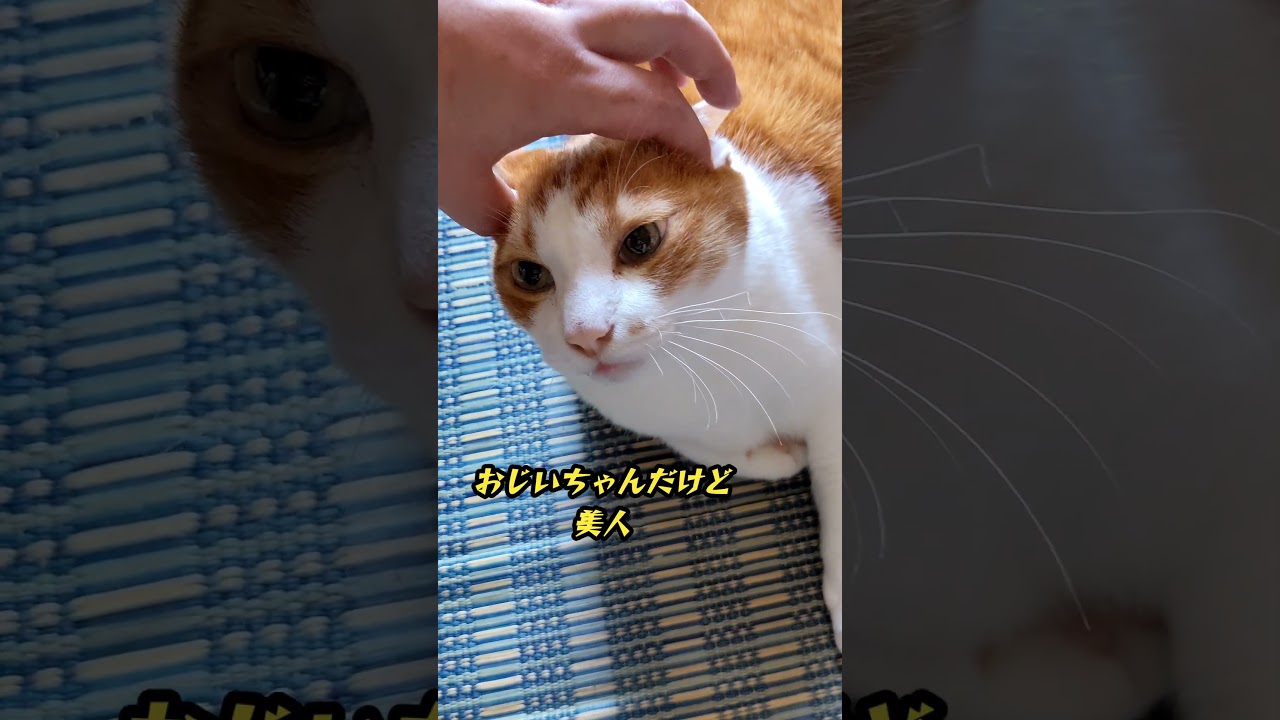 【松雪泰子似の猫】女優猫【女優ライト無し】 #ぽっちゃり猫 #過保護猫 #おじいちゃん猫 #フワフワのモフモフ