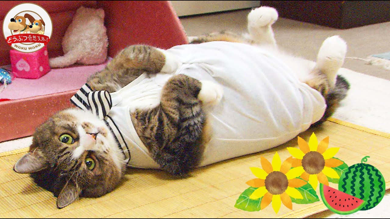 【伝説の巨体ネコ】体重11kg ぴやくんの夏休みダイエット!バレエやコスプレ体験で減った体重は…?【どうぶつ奇想天外/WAKUWAKU】