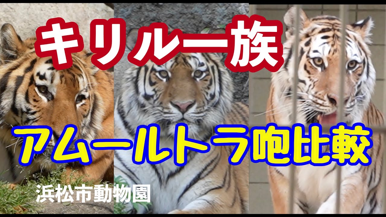 華麗なるキリル一族〜浜松市動物園(ハマZOO)アムールトラ