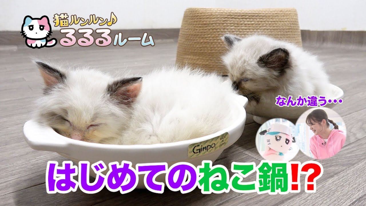 かわいい子猫大集合！ドキドキはじめて体験に大爆笑 猫ルンルン♪るるるルーム るるる 紺野彩夏【公式】