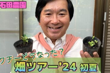 【小石田農園】初夏の畑を紹介します！そしてパクチーはちゃんと育っているのか…