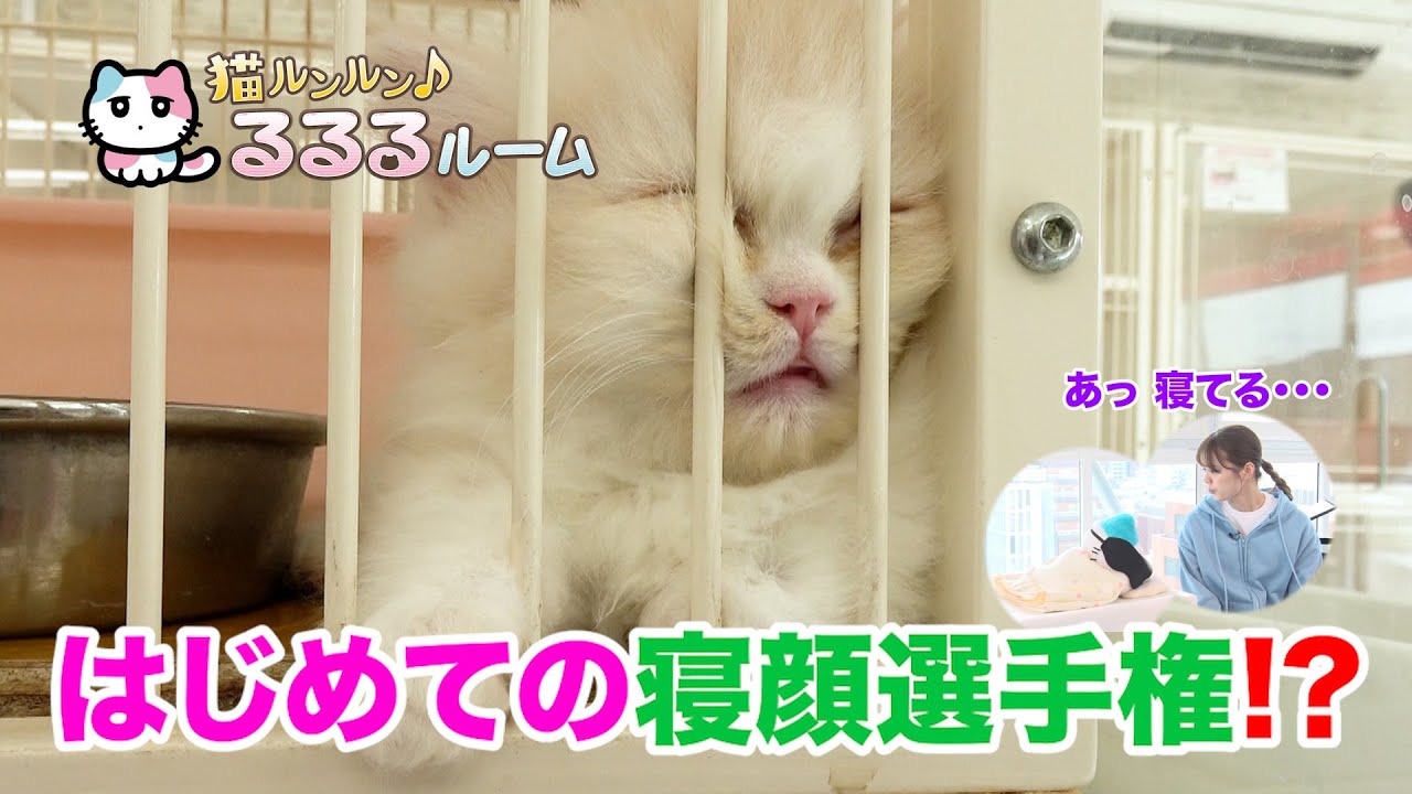 かわいい子猫大集合！ドキドキはじめて体験に大爆笑 猫ルンルン♪るるるルーム るるる 紺野彩夏【公式】