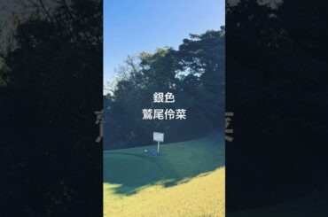 銀色/鷲尾伶菜
