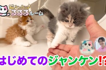 かわいい子猫大集合！ドキドキはじめて体験に大爆笑 猫ルンルン♪るるるルーム るるる 紺野彩夏【公式】