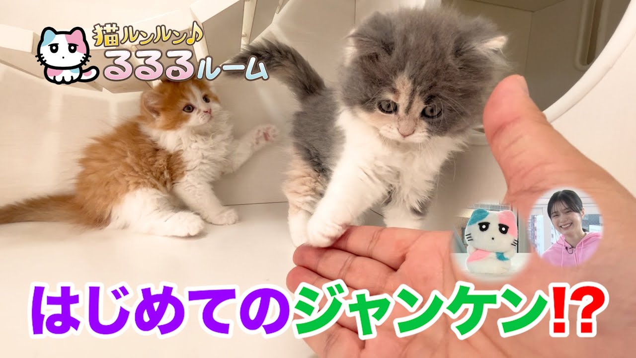 かわいい子猫大集合！ドキドキはじめて体験に大爆笑 猫ルンルン♪るるるルーム るるる 紺野彩夏【公式】