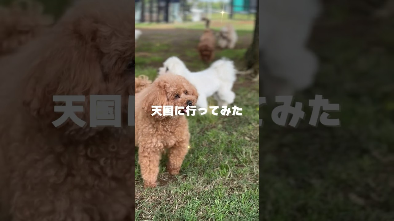 500円でわんちゃんと触れ合える施設があるらしい【東京ドイツ村】