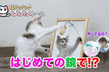 かわいい子猫大集合！ドキドキはじめて体験に大爆笑 猫ルンルン♪るるるルーム るるる 紺野彩夏【公式】