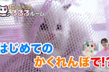 かわいい子猫大集合！ドキドキはじめて体験に大爆笑 猫ルンルン♪るるるルーム るるる 紺野彩夏【公式】