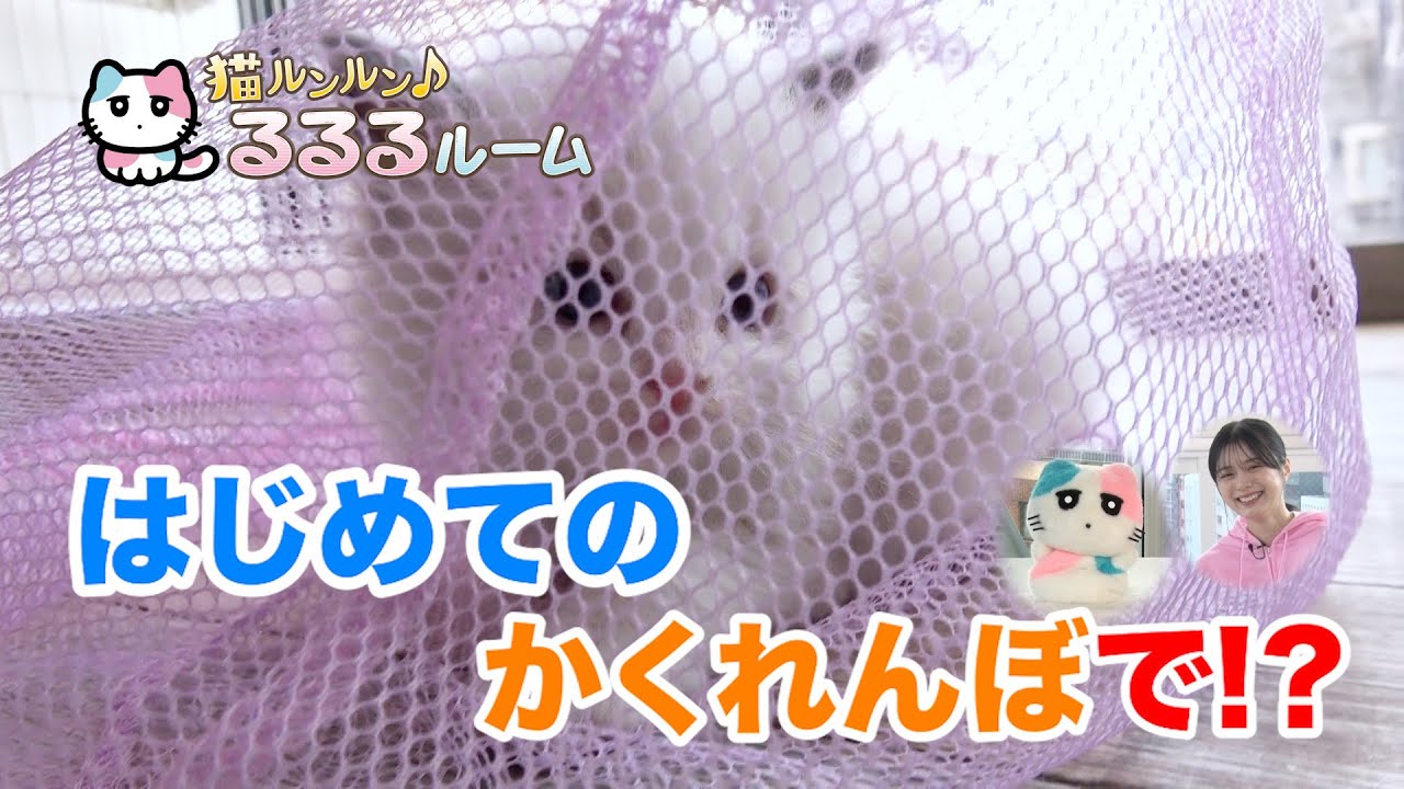 かわいい子猫大集合！ドキドキはじめて体験に大爆笑 猫ルンルン♪るるるルーム るるる 紺野彩夏【公式】