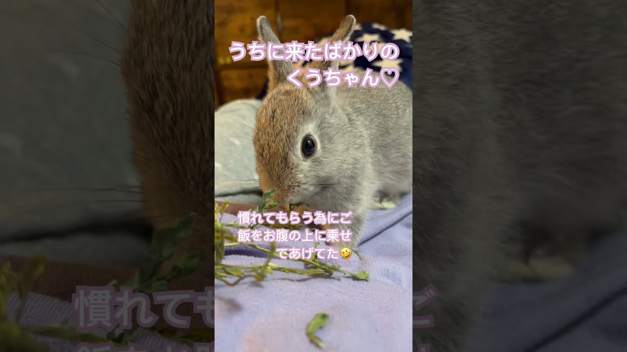 来たばかりのくうちゃん#子うさぎ#可愛い#ありがとう