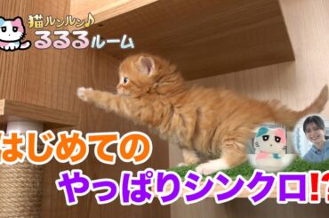 かわいい子猫大集合！ドキドキはじめて体験に大爆笑 猫ルンルン♪るるるルーム るるる 紺野彩夏【公式】