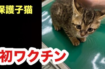初めてワクチン接種する保護子猫たちの成長が順調すぎる