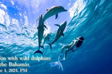 Swim with wild dolphins in the Bahamas June 4, 2024, PM