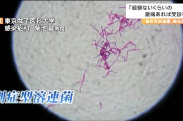 なぜ感染拡大？劇症型溶連菌は致死率30％の人食いバクテリア　新型コロナの5類移行も一因か