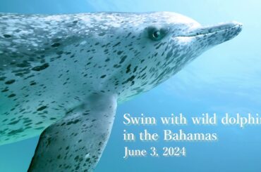 Swim with wild dolphins in Bahamas June 3, 2024