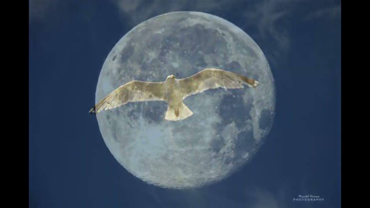 ♪空も飛べるはず♪cover