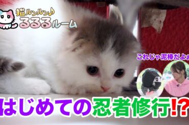 かわいい子猫大集合！ドキドキはじめて体験に大爆笑 猫ルンルン♪るるるルーム るるる 紺野彩夏【公式】