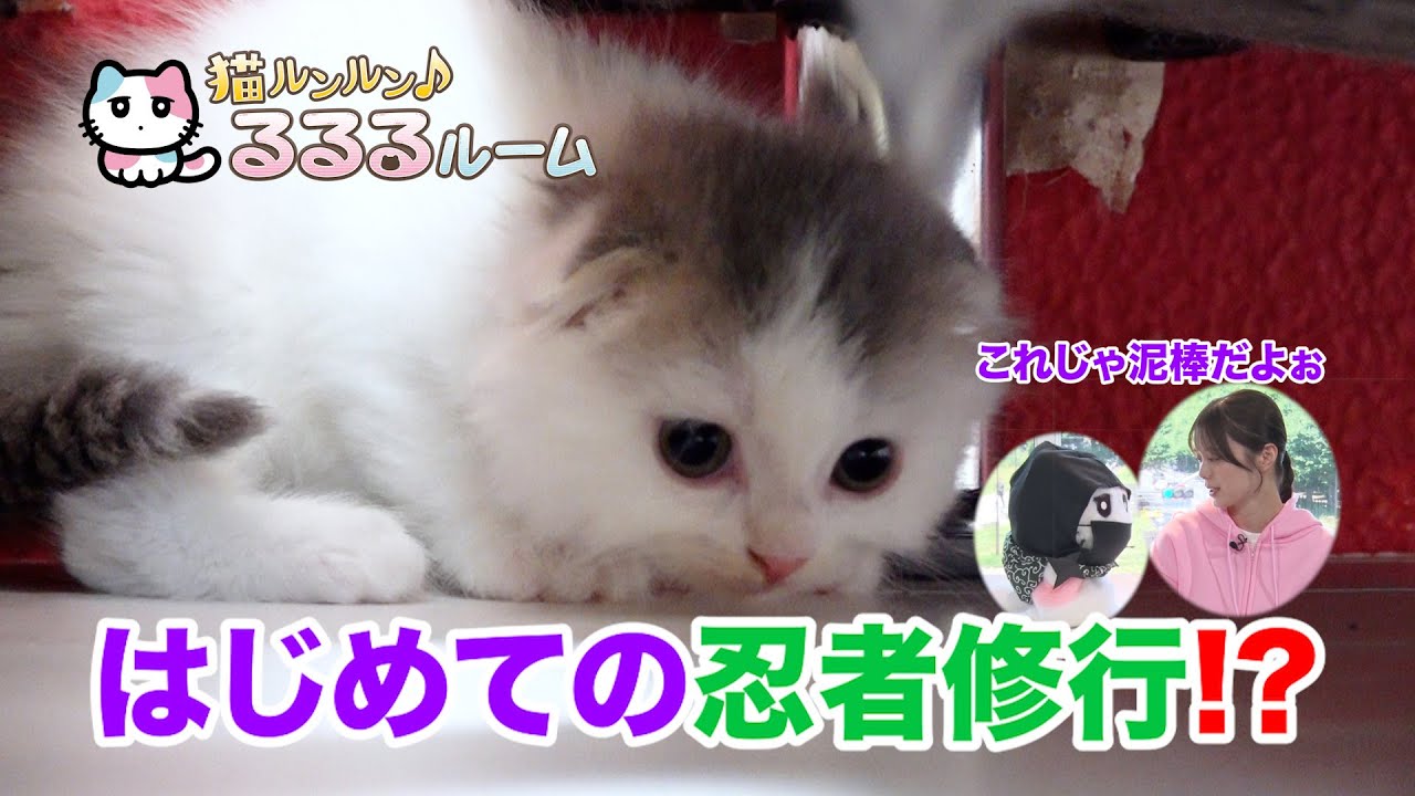 かわいい子猫大集合！ドキドキはじめて体験に大爆笑 猫ルンルン♪るるるルーム るるる 紺野彩夏【公式】