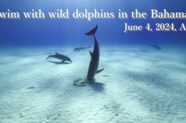 Swim with wild dolphins in the Bahamas June 4, 2024, AM