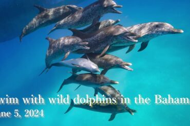 Swim with wild dolphins in the Bahamas June 5, 2024