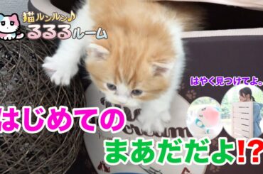 かわいい子猫大集合！ドキドキはじめて体験に大爆笑 猫ルンルン♪るるるルーム るるる 紺野彩夏【公式】