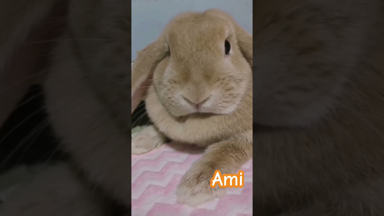 This is my bunny's dream.Ami love this. #piano #bunny #music #lifestyle