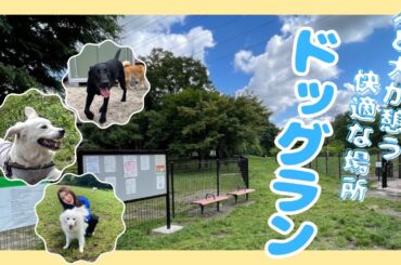 人と犬が憩う快適な場所　区立ドッグラン広場【令和6年7月15日号】すぎなみスタイル