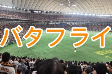 読売ジャイアンツ　バタフライ