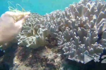 絡まる釣糸　北谷浄水場