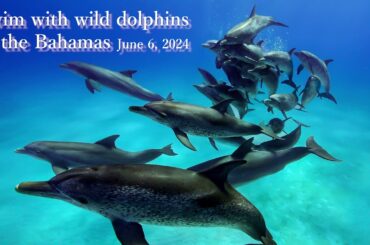 Swim with wild dolphins in the Bahamas June 6, 2024