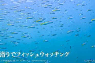 素潜りでフィッシュウォッチング 2024 7 27 IOP