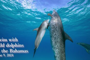 Swim with wild dolphins in the Bahamas June 9, 2024