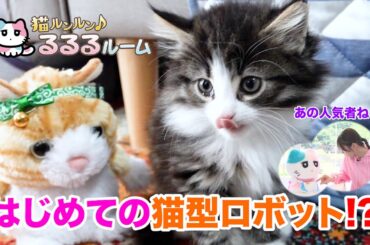 かわいい子猫大集合！ドキドキはじめて体験に大爆笑 猫ルンルン♪るるるルーム るるる 紺野彩夏【公式】