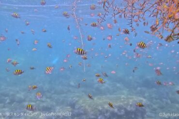 流れ藻とロープに付く幼魚の群れ 2024 8 4 東伊豆・川奈 スキンダイビング