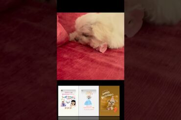 2024年8月5日Perfume あ～ちゃんインスタグラム投稿~ぽぽたんおめでとう大好きだよ、ぽぽー