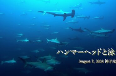 ハンマーヘッドが群れる海 神子元島 August 7, 2024 神子元島