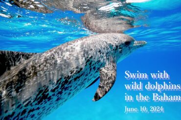 Swim with wild dolphins in the Bahamas June 10, 2024