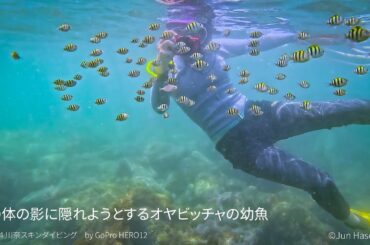 人間の影に隠れようとする魚たち  2024.8.4 川奈スキンダイビング