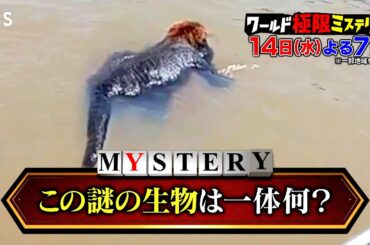 未確認生物!? 世界の衝撃の瞬間を一挙大公開!!『ワールド極限ミステリー』8/14(水)【TBS】