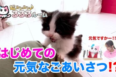 かわいい子猫大集合！ドキドキはじめて体験に大爆笑 猫ルンルン♪るるるルーム るるる 紺野彩夏【公式】