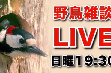 野鳥の雑談LIVE～北海道に来ました　日曜日   No.49