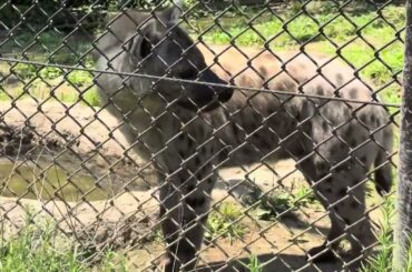 かわいいエサンドワちゃん♪ ブチハイエナ　千葉市動物公園にて　2024年6月14日