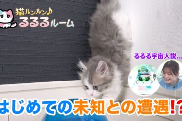 かわいい子猫大集合！ドキドキはじめて体験に大爆笑 猫ルンルン♪るるるルーム るるる 紺野彩夏【公式】