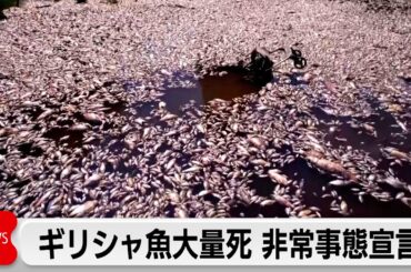 ギリシャ魚大量死で当局が非常事態宣言　撤去作業続く