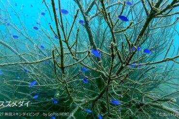 素潜りでフィッシュウォッチング 2024.8.27 井田スキンダイビング