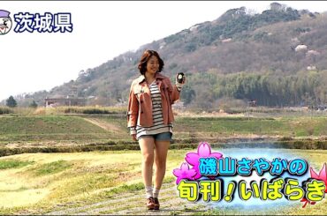 磯山さやか : 旬刊！いばらき・風土記1300年 (201304)