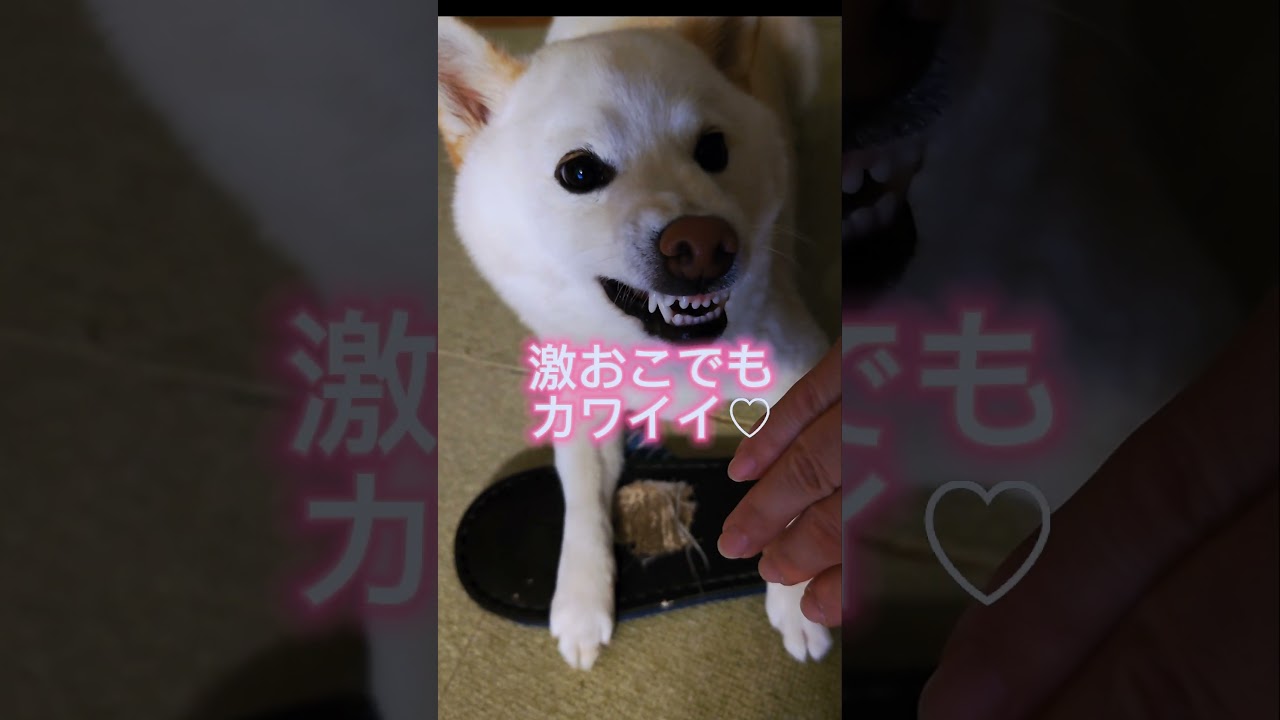 スリッパを守る柴犬界隈の岩下志麻#白柴 #白柴犬 #柴#dogshorts